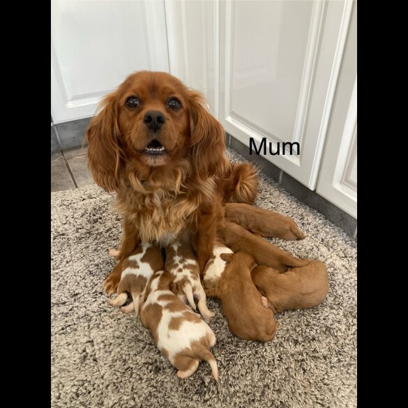 Cavalier King Charles Spaniel - Both