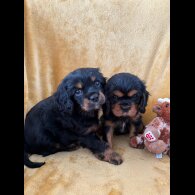 Cavalier King Charles Spaniel - Dogs