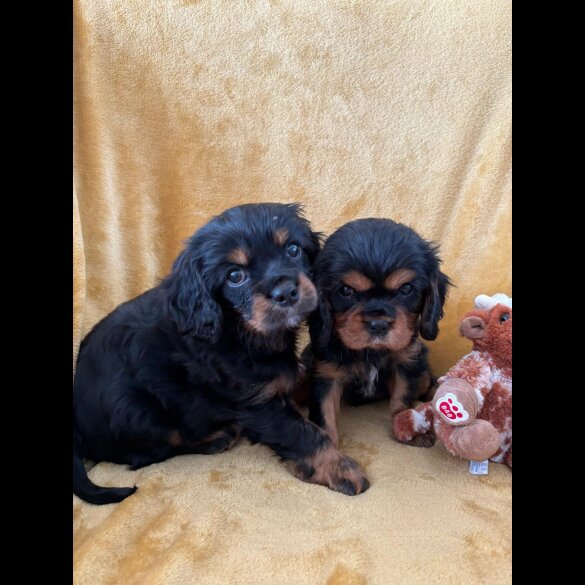 Cavalier King Charles Spaniel - Dogs