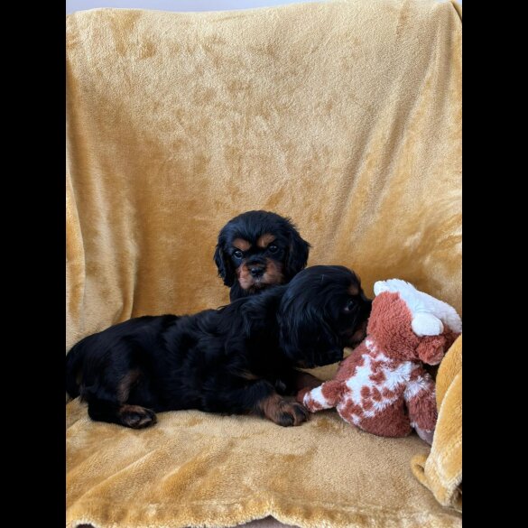 Cavalier King Charles Spaniel - Dogs