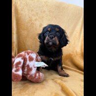 Cavalier King Charles Spaniel - Dogs