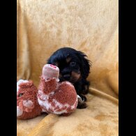 Cavalier King Charles Spaniel - Dogs