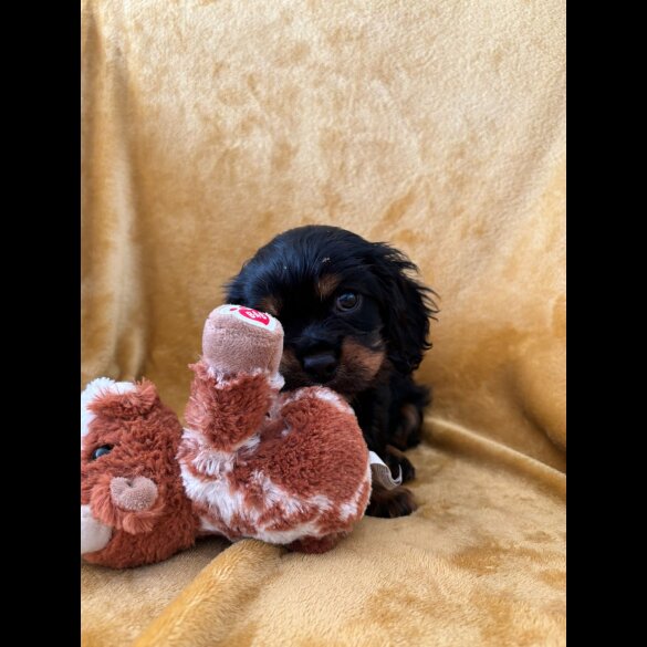 Cavalier King Charles Spaniel - Dogs