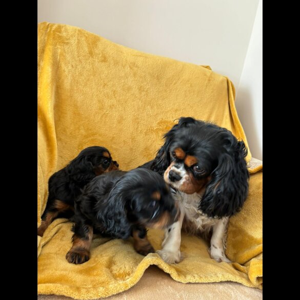 Cavalier King Charles Spaniel - Dogs