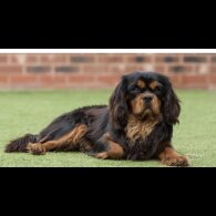 Cavalier King Charles Spaniel - Dogs
