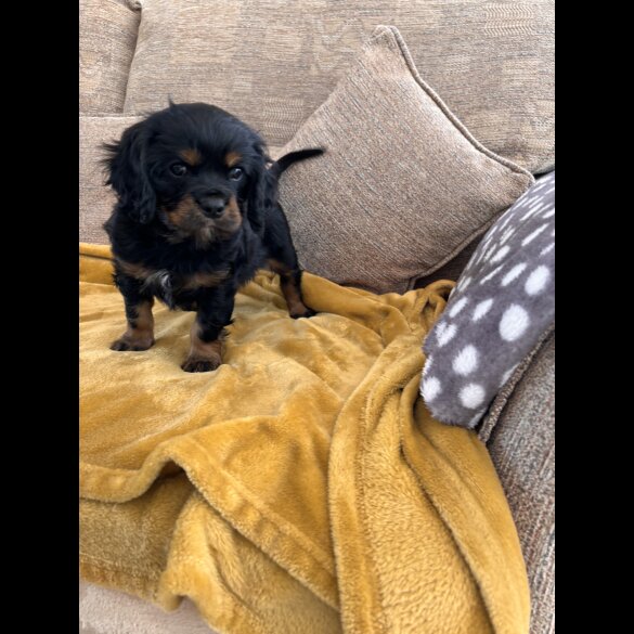 Cavalier King Charles Spaniel - Dogs