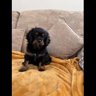 Cavalier King Charles Spaniel - Dogs