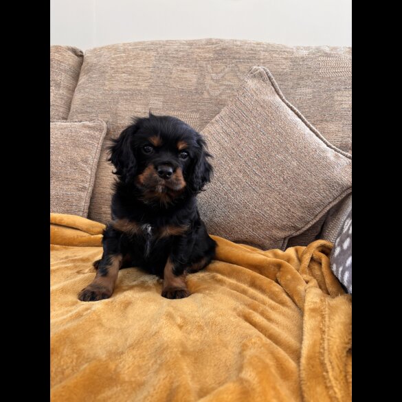 Cavalier King Charles Spaniel - Dogs