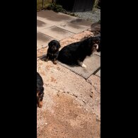 Cavalier King Charles Spaniel - Dogs