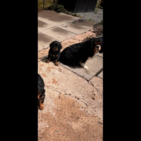 Cavalier King Charles Spaniel - Dogs
