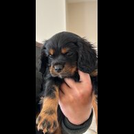 Cavalier King Charles Spaniel - Dogs