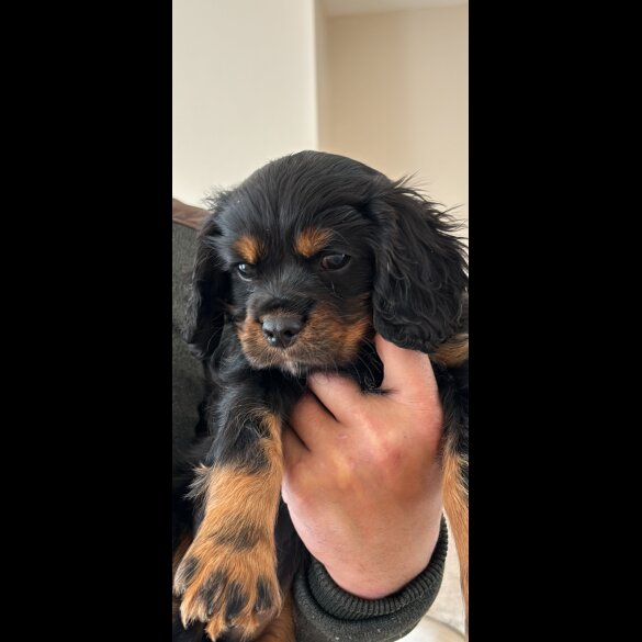 Cavalier King Charles Spaniel - Dogs