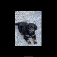 Cavalier King Charles Spaniel - Dogs