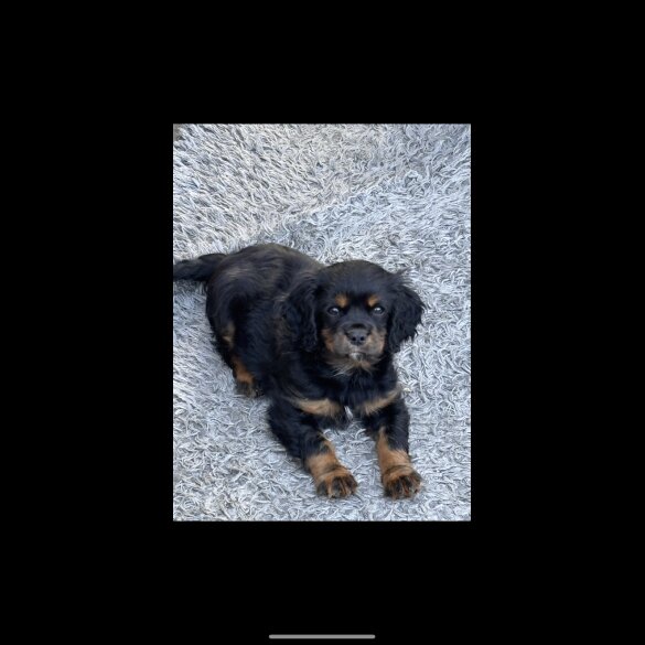 Cavalier King Charles Spaniel - Dogs