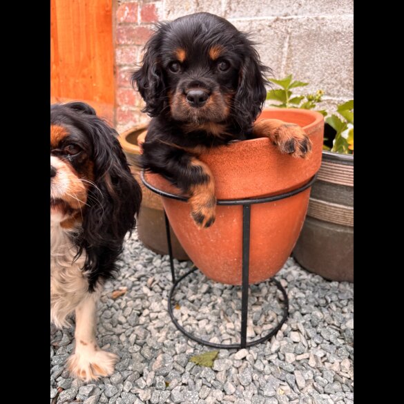 Cavalier King Charles Spaniel - Dogs