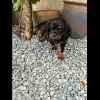 Cavalier King Charles Spaniel - Dogs