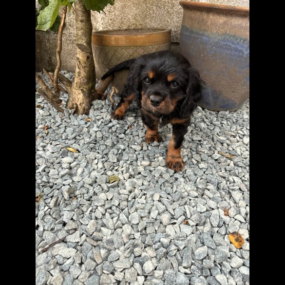 Cavalier King Charles Spaniel - Dogs