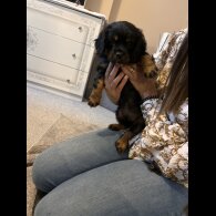 Cavalier King Charles Spaniel - Dogs