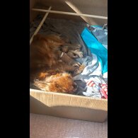 Cavalier King Charles Spaniel - Both