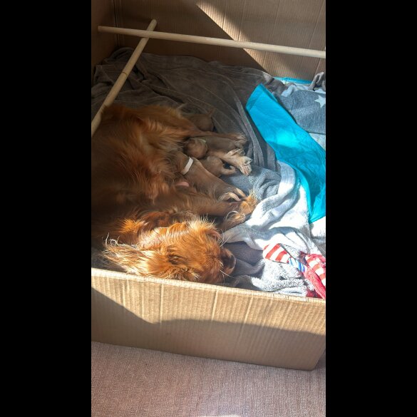 Cavalier King Charles Spaniel - Both