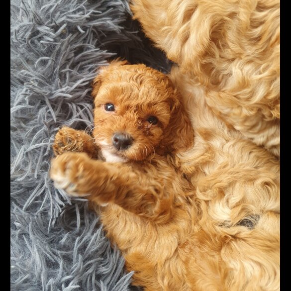 Cavapoo - Both