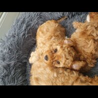 Cavapoo - Both
