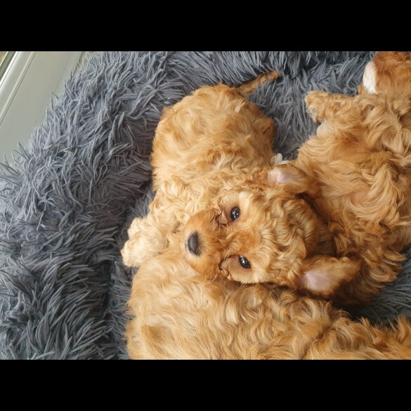Cavapoo - Both