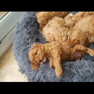 Cavapoo - Both