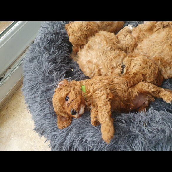 Cavapoo - Both