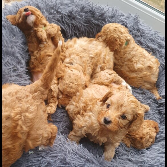 Cavapoo - Both