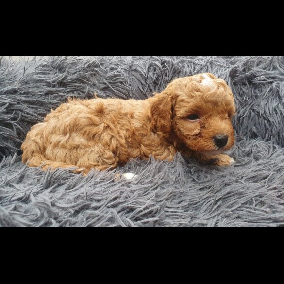 Cavapoo - Both