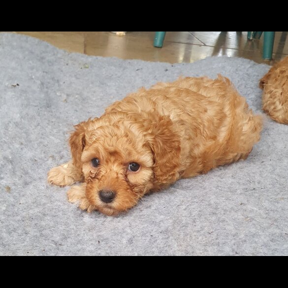 Cavapoo - Both