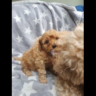 Cavapoo - Both