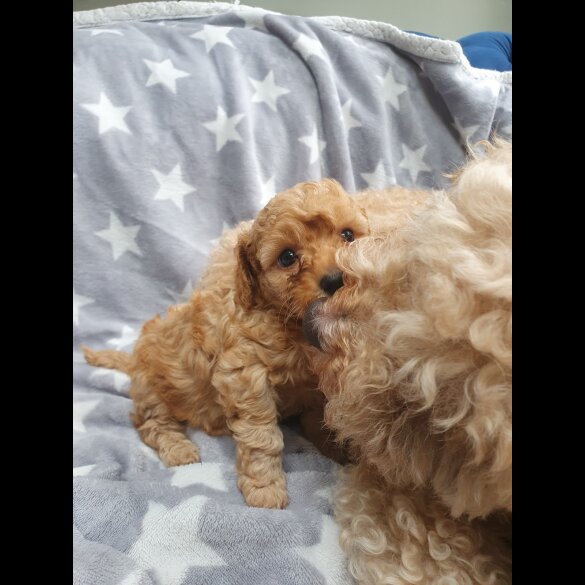 Cavapoo - Both