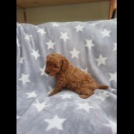 Cavapoo - Both