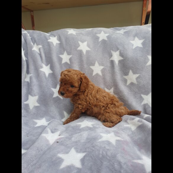 Cavapoo - Both