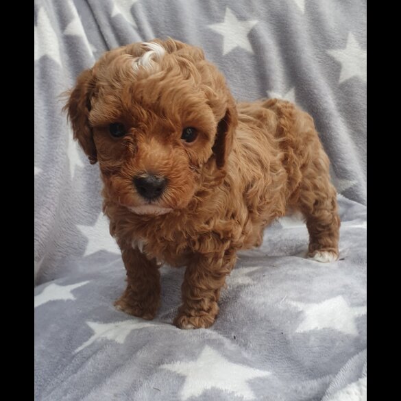 Cavapoo - Both