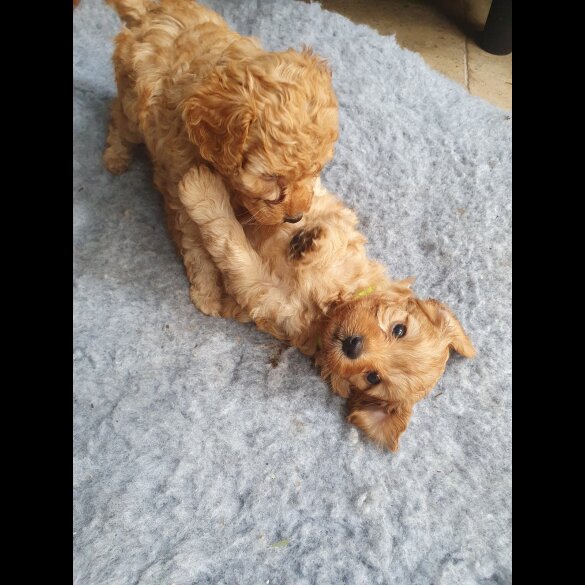 Cavapoo - Both