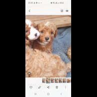 Cavapoo - Both