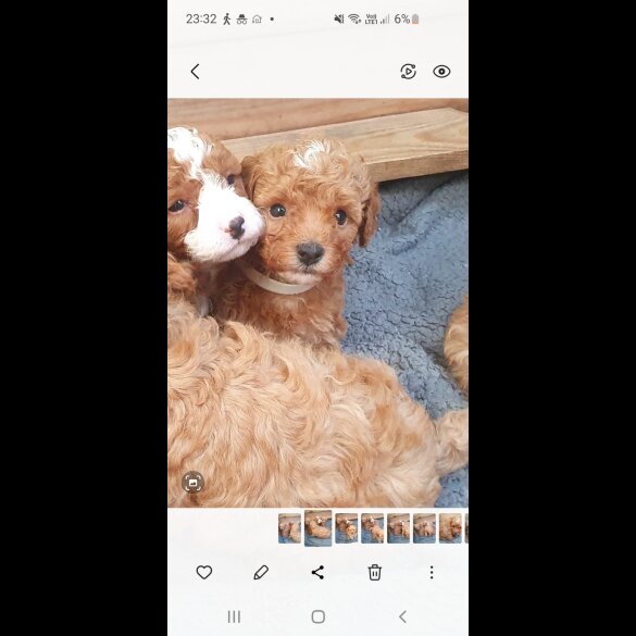 Cavapoo - Both