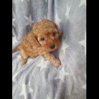 Cavapoo - Both