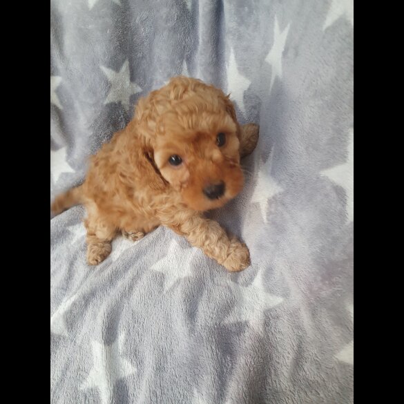 Cavapoo - Both