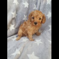 Cavapoo - Both