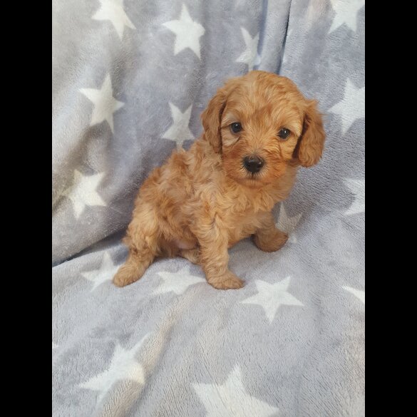 Cavapoo - Both