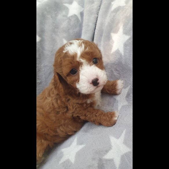 Cavapoo - Both
