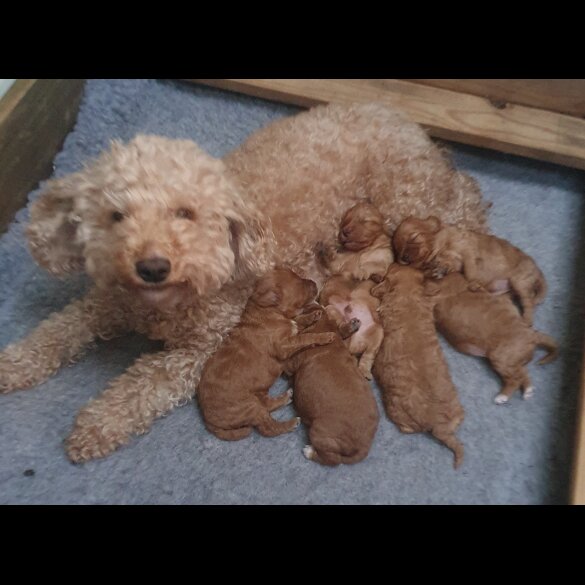 Cavapoo - Both