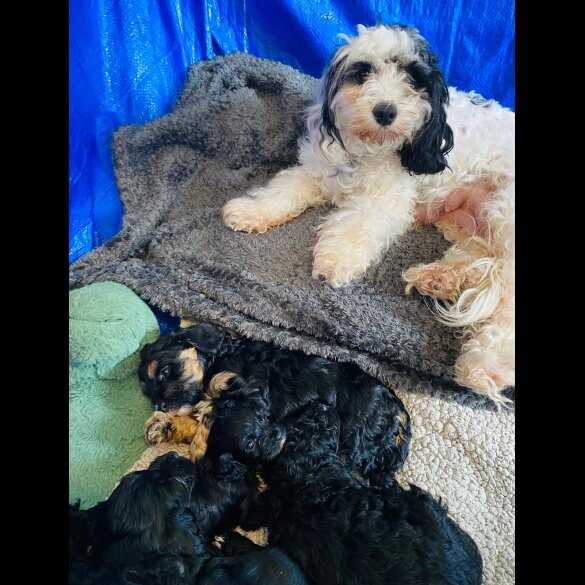 Cavapoo - Both