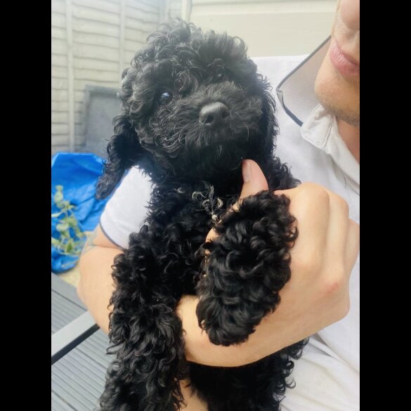 Cavapoo - Both