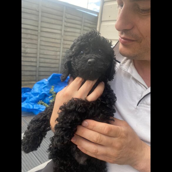 Cavapoo - Both
