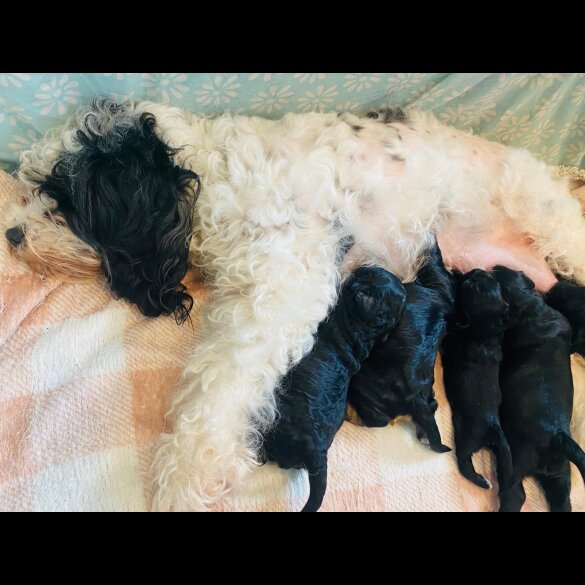 Cavapoo - Both